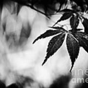 Japanese Maple Poster