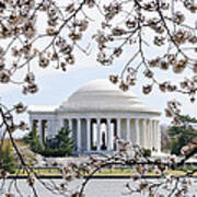 Jefferson Memorial And Cherry Blossoms Poster