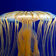 Jelly-fish Poster