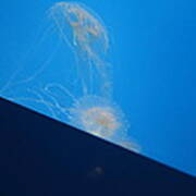 Jellyfish - National Aquarium In Baltimore Md - 121245 Poster