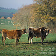 Jersey Bull And Heifer Poster