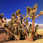 Joshua Tree In Red Rock Canyon Poster