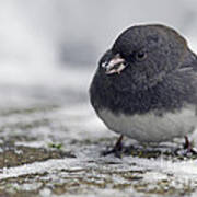 Junco In The Snow With Seeds Poster