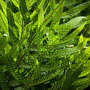 Jungle Spotted Fern Poster
