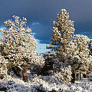 Juniper Trees In Snow Poster