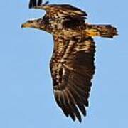 Juvenile Bald Eagle Close Up In Flight Poster