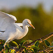 Juvenile Cattle Egret Poster