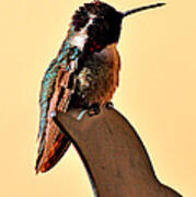 Juvenile Rufus Hummingbird Sitting It Out Poster