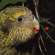 Kakapo Feeding On Supplejack Berries Poster