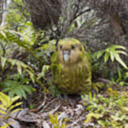 Kakapo Male In Forest Codfish Island Poster