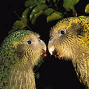 Kakapos Playing Codfish Island New Poster