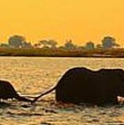 Kalahari Elephants Crossing Chobe River Poster
