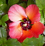 Kauai Flower Poster