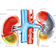 Kidney And Adjacent Organs Poster