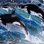 Wild Orca Whales Of Florida Poster