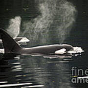 Killer Whales Poster