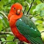 King Parrot Male Poster