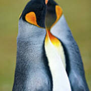 King Penguin Poster