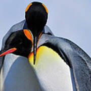 King Penguins Bonding Poster