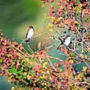 Kingbird Pair Poster