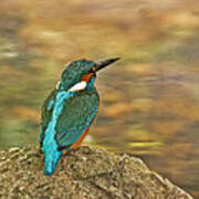 Kingfisher At Rest Poster