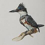 Kingfisher Watercolor Poster