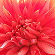 Kissed By The Sun Orange Dahlia Poster