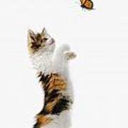 Kitten And Monarch Butterfly Poster