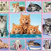 Kittens Gingham Multipic Poster