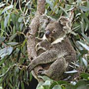 Koala And Old Joey Resting Australia Poster