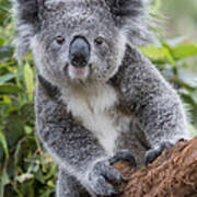 Koala Joey Nsw Australia Poster