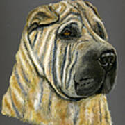 Kruger Shar Pei Portrait Poster by Michelle Wrighton