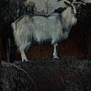La Capra - The Goat Poster