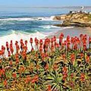 La Jolla Coast With Flowers Blooming Poster