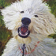 Labradoodle Poster