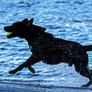 Labrador On The Run Poster