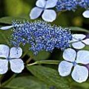 Lace Hydrangea Poster