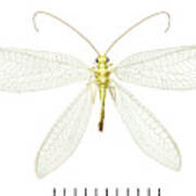 Lacewing Poster