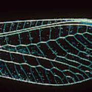 Lacewing Wing Poster
