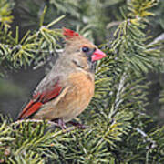 Lady Cardinal In The Pines Poster