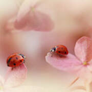 Ladybirds On Pink Hydrangea. Poster