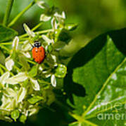 Ladybug On Flowers Poster
