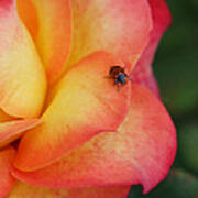 Ladybug On Rose Poster