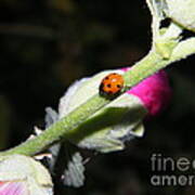 Ladybug Taking An Evening Stroll Poster