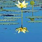 Lake Thomas Water Lily Poster