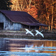 Landing Trumpeter Swans Boxley Mill Pond Poster