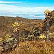 Landscape With Espeletia Plants Poster