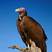 Lappetfaced Vulture Against Blue Sky Poster