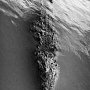 Large American Alligator Swimming Floating Near Water Surface Florida Usa Poster