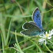 Large Blue Butterfly On A Flower Poster